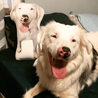 Echo is a Double Merle Dog