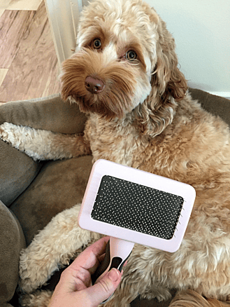 Australian Labradoodle brushing