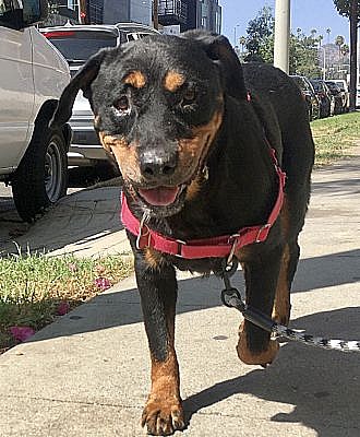 Lilly