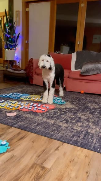 dog playing