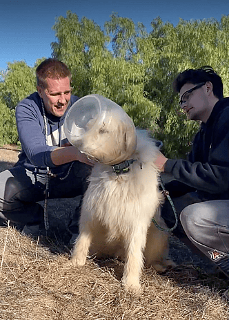 Rocky & his neighbor trying to help a dog who has a bottle stuck on his head