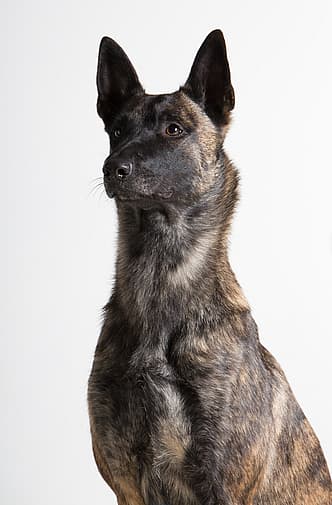Dutch Shepherd - Military Working Dogs