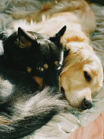 Two dogs cuddling while sleeping