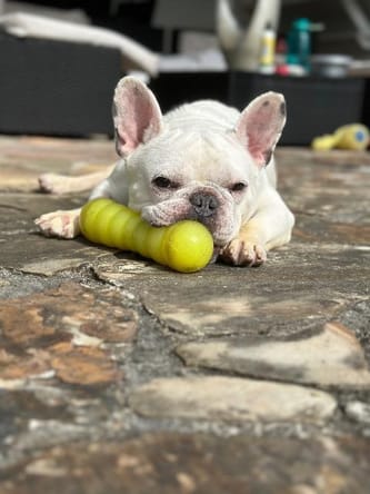 Bruno