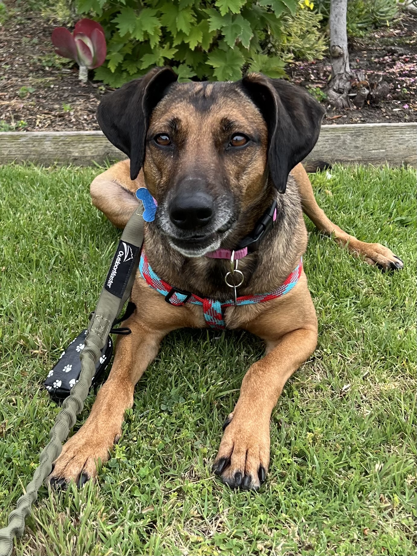 Brandie