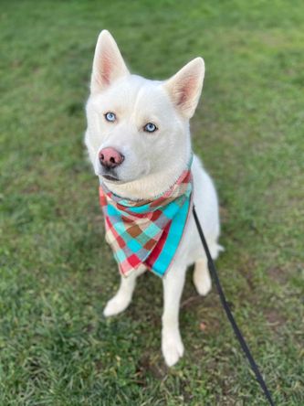 Koda