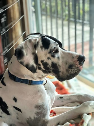 Sampson