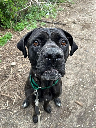 Dog up for Adoption