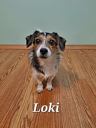 Loki