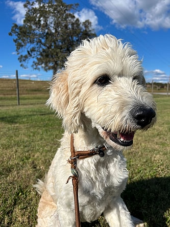 Crystal Gucci Sep 24