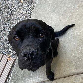 Willa - Cane Corso Mastiff