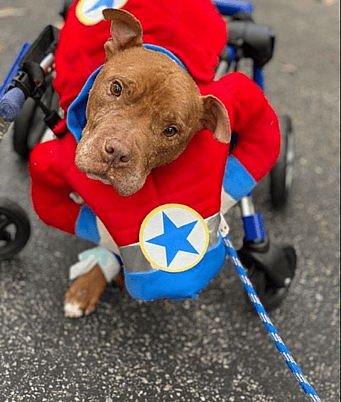 Buddy Love in a cute costume