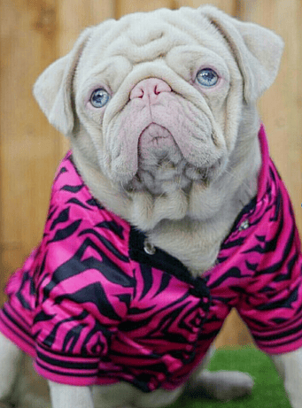 An Albino pug