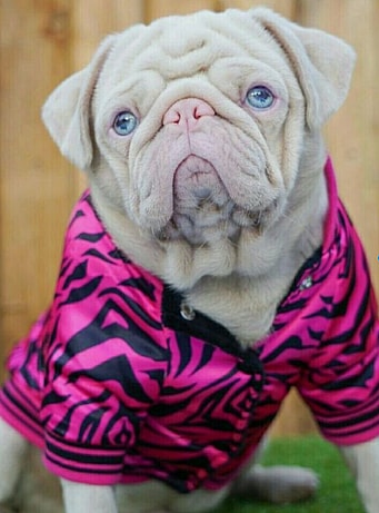 An Albino pug