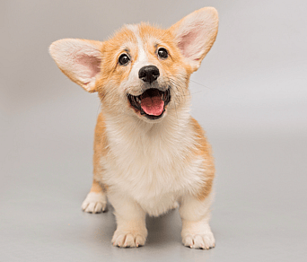 a corgi