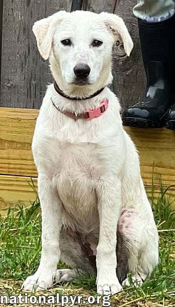 Abby in CT - pending