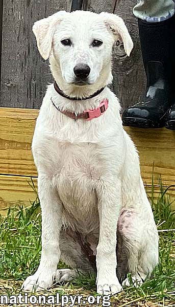 Abby in CT - pending