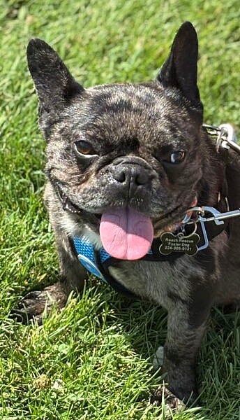 Bentley - French Bulldog