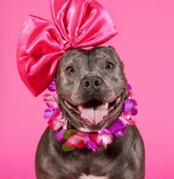 Sweet Pitbull Still Waits for Love After 600 Days in Shelter