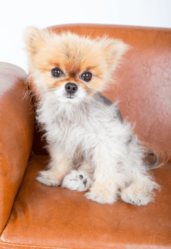 Pomeranian Alopecia