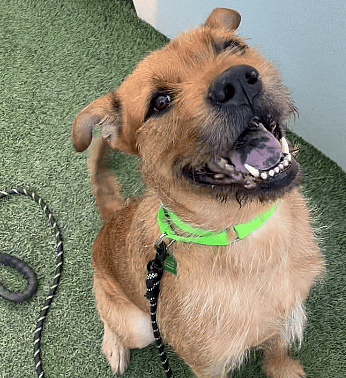 dog rescue: Abandoned Dog Stuck In Cactus Field Too Scared To Trust Rescuers Trying To Save Him