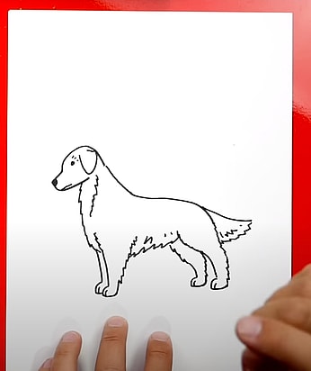 How to Draw A Golden Retriever