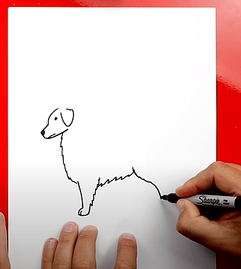 How to Draw A Golden Retriever