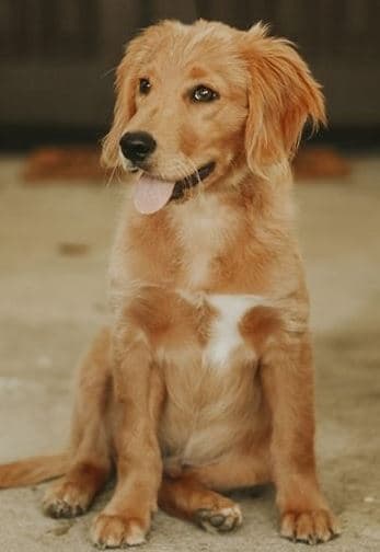 Jalapeno is a megaesophagus dog