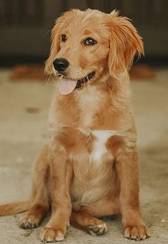 Jalapeno is a megaesophagus dog