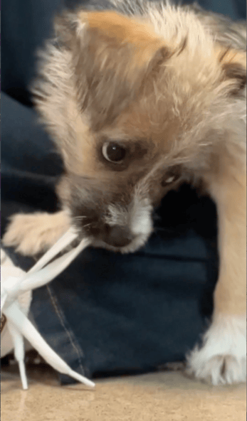 Puppy Returned to Shelter for Being "Too Evil"