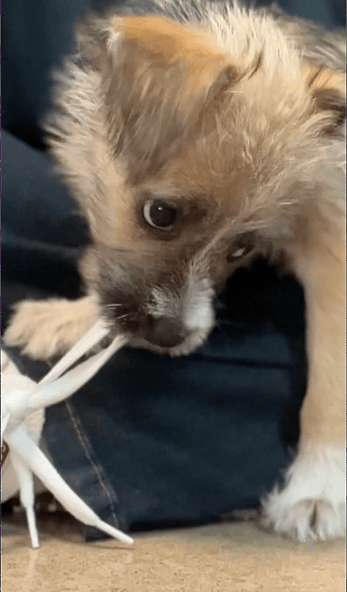 Puppy Returned to Shelter for Being "Too Evil"