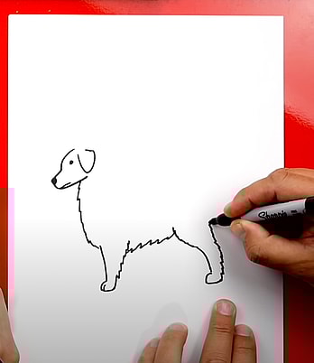 How to Draw A Golden Retriever