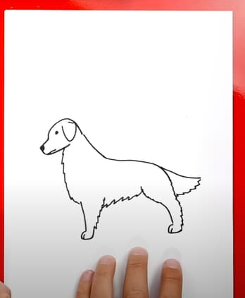 How to Draw A Golden Retriever