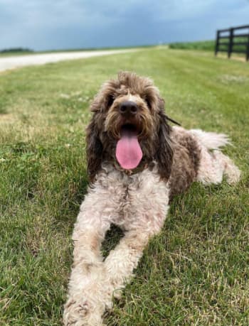 Izzybear - Newfoundland & Poodle mix