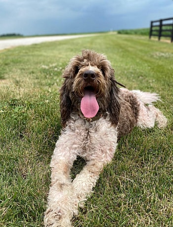 Izzybear - Newfoundland & Poodle mix
