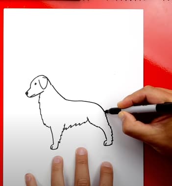 How to Draw A Golden Retriever