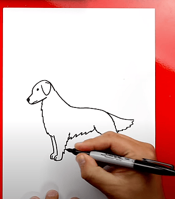 How to Draw A Golden Retriever