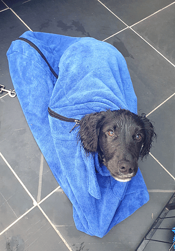 cocker spaniel haircut