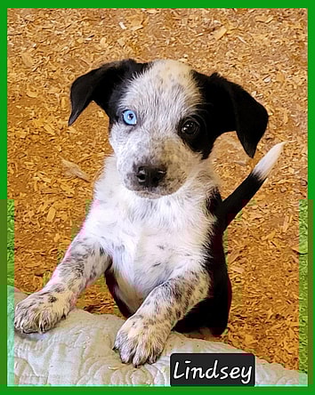 Lindsey