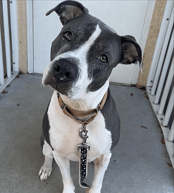 Sweet Dog Overlooked for Nearly 4 Years