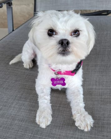 Fifi