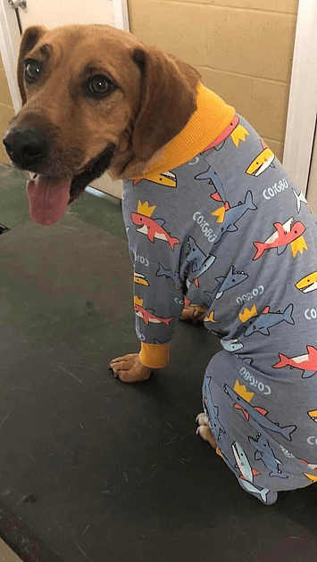 Abandoned dog - Ricky