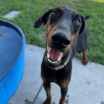 Peach - Doberman Pinscher