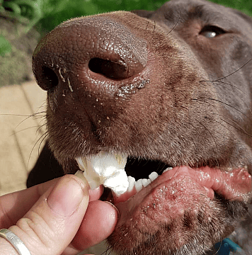 dog eating popcorn