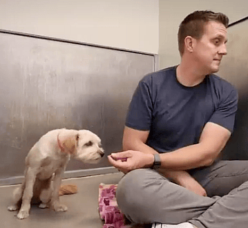 Rocky avoids eye contact with fearful dog