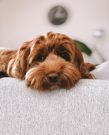 an Australian Labradoodle