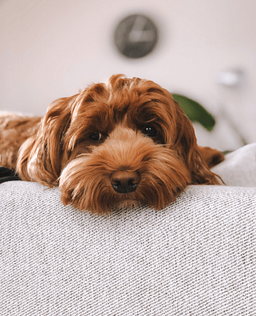 an Australian Labradoodle
