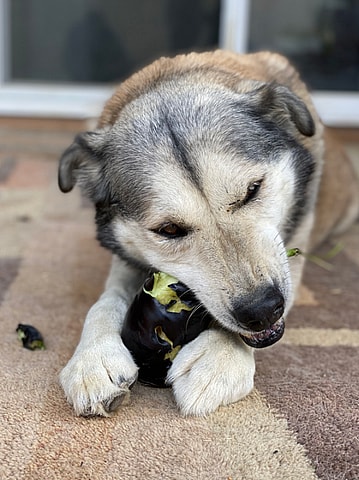 dog eats raw eggplant