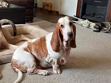 Dog Rescue- 26 Unwanted Special Needs Pups Hit the Jackpot with This Big-Hearted Family