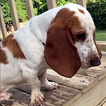 CORNBREAD - Basset Hound